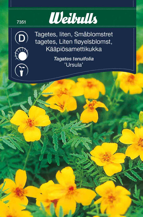 Småblomstret Tagetes 'Ursula'